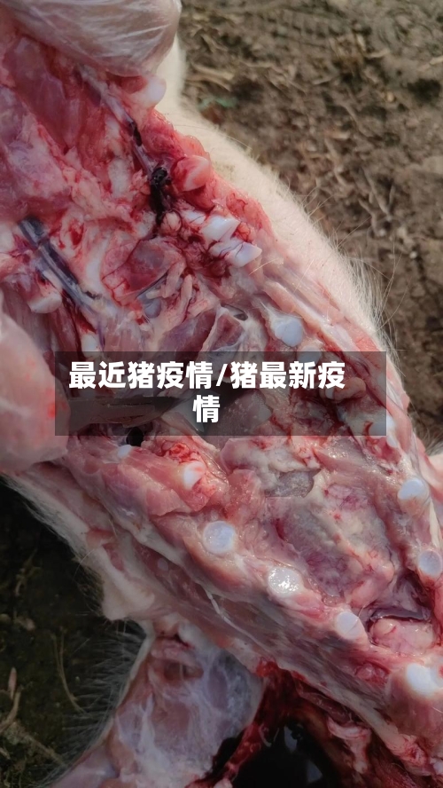 最近猪疫情/猪最新疫情-第2张图片